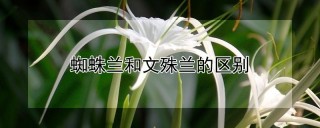 蜘蛛兰和文殊兰的区别,第1图