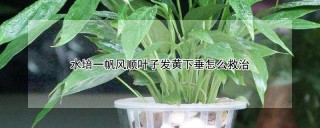 水培一帆风顺叶子发黄下垂怎么救治,第1图