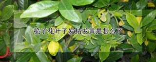 桅子花叶子发枯发黄是怎么了,第1图