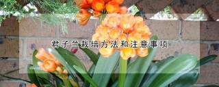 君子兰栽培方法和注意事项,第1图