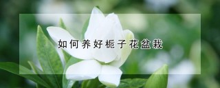 如何养好栀子花盆栽,第1图