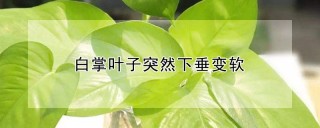 白掌叶子突然下垂变软,第1图