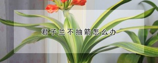 君子兰不抽箭怎么办,第1图