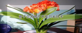 君子兰为啥不开花只长叶子,第1图