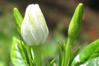 栀子花什么时候发芽,第3图