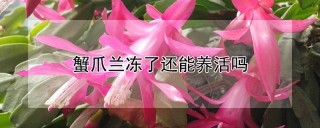 蟹爪兰冻了还能养活吗,第1图