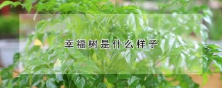 幸福树是什么样子,第1图