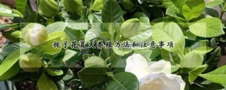 栀子花夏天养殖方法和注意事项,第1图