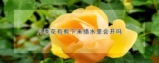 月季花苞剪下来插水里会开吗,第1图