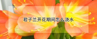 君子兰开花期间怎么浇水,第1图