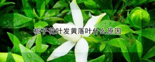 栀子花叶发黄落叶什么原因,第1图