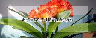 君子兰怎么养才能开花温度多少,第1图