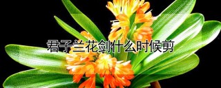 君子兰花剑什么时候剪,第1图