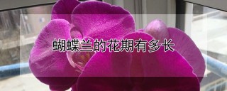 蝴蝶兰的花期有多长,第1图