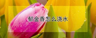 郁金香怎么浇水,第1图