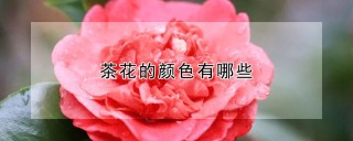 茶花的颜色有哪些,第1图