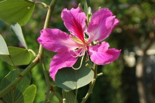 紫荆花什么时候发芽,第2图