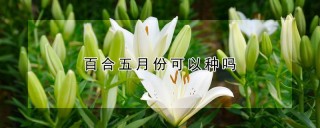 百合五月份可以种吗,第1图