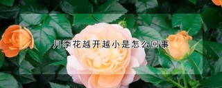 月季花越开越小是怎么回事,第1图