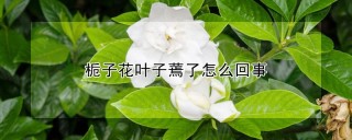 栀子花叶子蔫了怎么回事,第1图