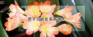 君子兰能长多高多大,第1图