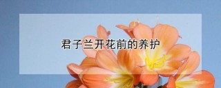 君子兰开花前的养护,第1图