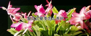 蟹爪兰夏季怎么养护,第1图