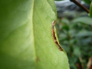 山茶花的病虫害防治，盘点四种病虫害防治方法,第5图