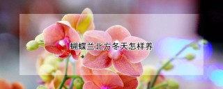 蝴蝶兰北方冬天怎样养,第1图