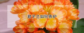 君子兰如何养护,第1图