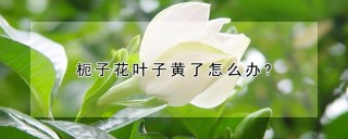 枙子花叶子黄了怎么办?,第1图