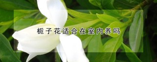 栀子花适合在室内养吗,第1图