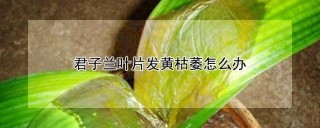 君子兰叶片发黄枯萎怎么办,第1图