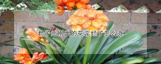 君子兰刚出的花蕊烂了怎么办,第1图