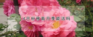 4月份移栽月季能活吗,第1图