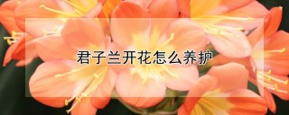 君子兰开花怎么养护,第1图