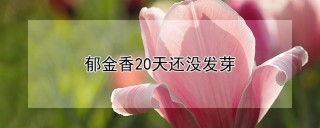 郁金香20天还没发芽,第1图