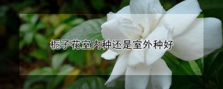 栀子花室内种还是室外种好,第1图