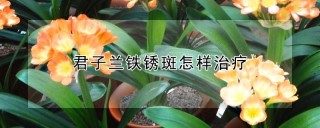 君子兰铁锈斑怎样治疗,第1图