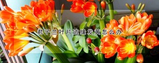 君子兰叶片边缘发黄怎么办,第1图