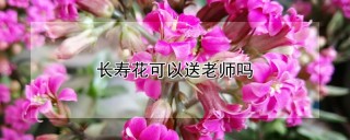 长寿花可以送老师吗,第1图