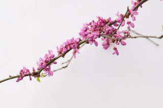 紫荆花的移栽时间,第3图