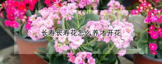 长寿长寿花怎么养才开花,第1图