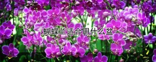 蝴蝶兰适合用什么盆,第1图