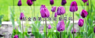 郁金香第二年能复花吗,第1图