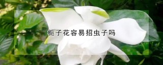 栀子花容易招虫子吗,第1图