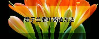 君子兰插叶繁殖方法,第1图