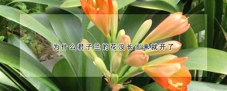 为什么君子兰的花没长出来就开了,第1图