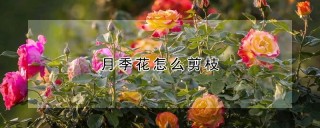 月季花怎么剪枝,第1图