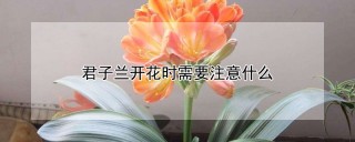 君子兰开花时需要注意什么,第1图